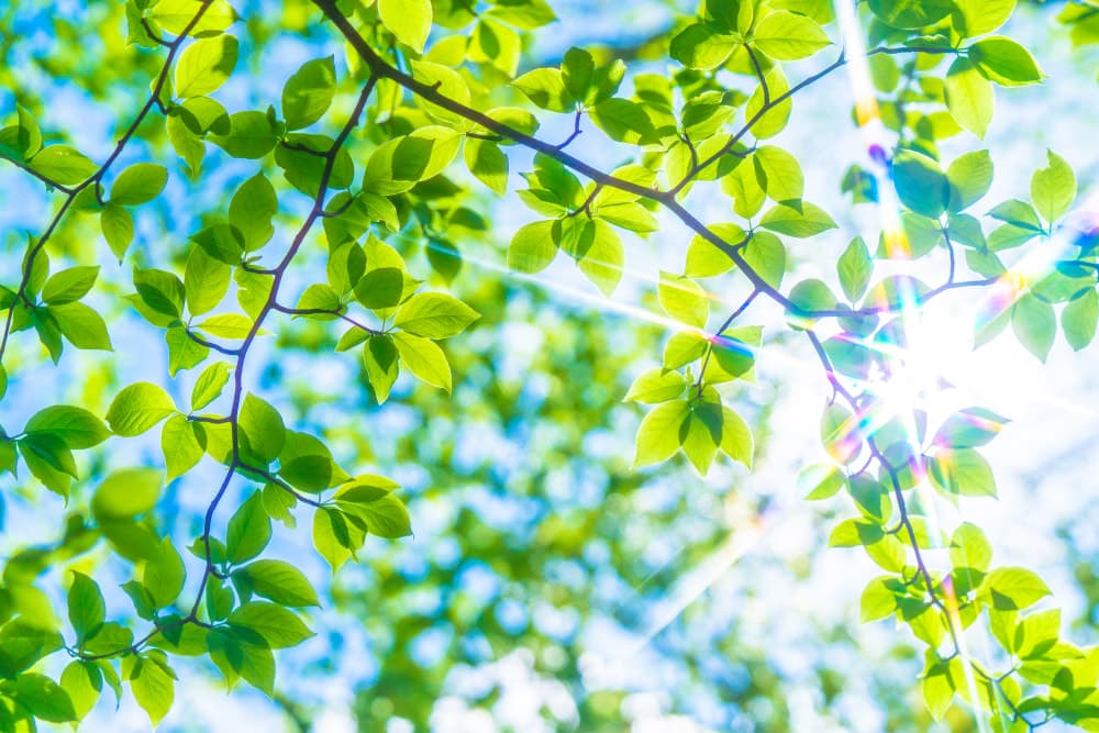 緑のカーテン講習会