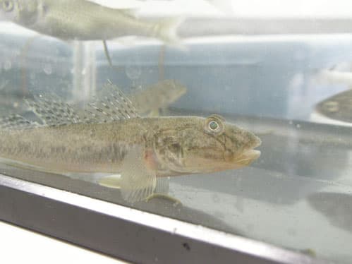 浜辺の生き物探検隊