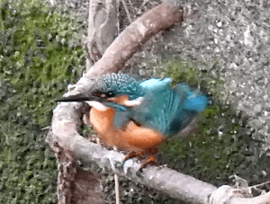 自然観察会 「池のみち」 洗足池 冬のバードウォッチング